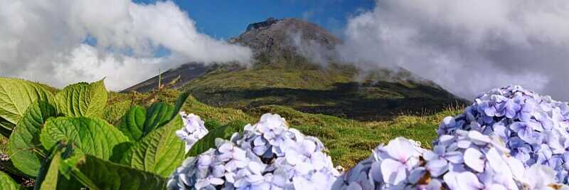 Hortensienbluete am Pico auf der Insel Pico