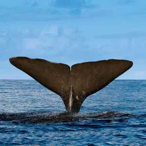 Azoren-whale-watching