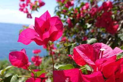 Blütezeit ist auf Madeira das ganze Jahr: Lassen Sie sich von der bunten Vielfalt der Insel betören