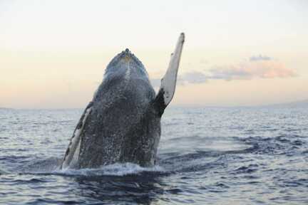 Bei Ihrer Azoren Rundreise mit Kindern ist die Wal- und Delfinbeobachtungstour eines der Highlights. Bis zu vierundzwanzig unterschiedliche Walarten lassen sich auf der Azoren-Insel Pico beobachten
