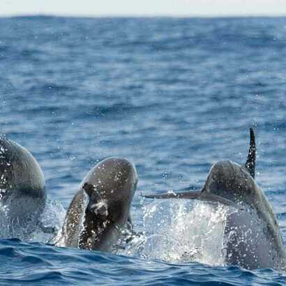 Walbeobachtung-pico-azoren