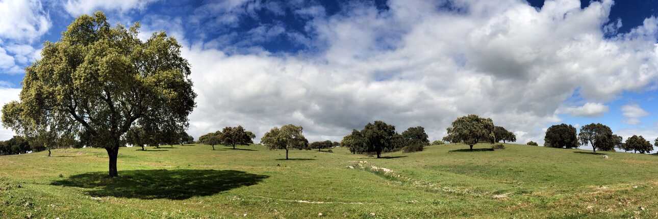 Ein alter Korkbaum mitten in der wilden Landschaft des Alentejo
