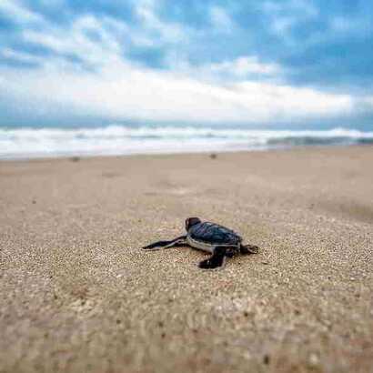 Schildkroete-auf-dem-weg-ins-Meer-kap-verde