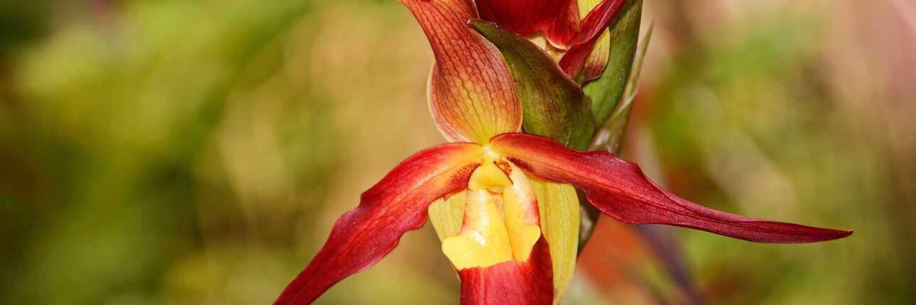 Orchidee Sisi im Orchideengarten Funchal, Madeira