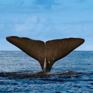 Azoren-whale-watching