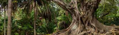 Besuchen Sie den exotischen Garten Jardim Antonio Borges in Ponta Delgada!