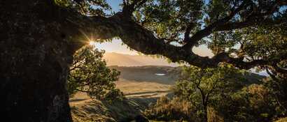 Fanal-lorbeerwald