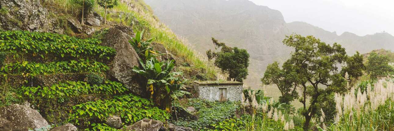 An einem Hang im Nebel sieht man ein kleines Feld, das zum Anbau dient.