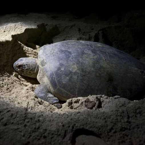 Schildkröte bei der nächtlichen Eiablage im Sand an einem Strand der Kapverden.