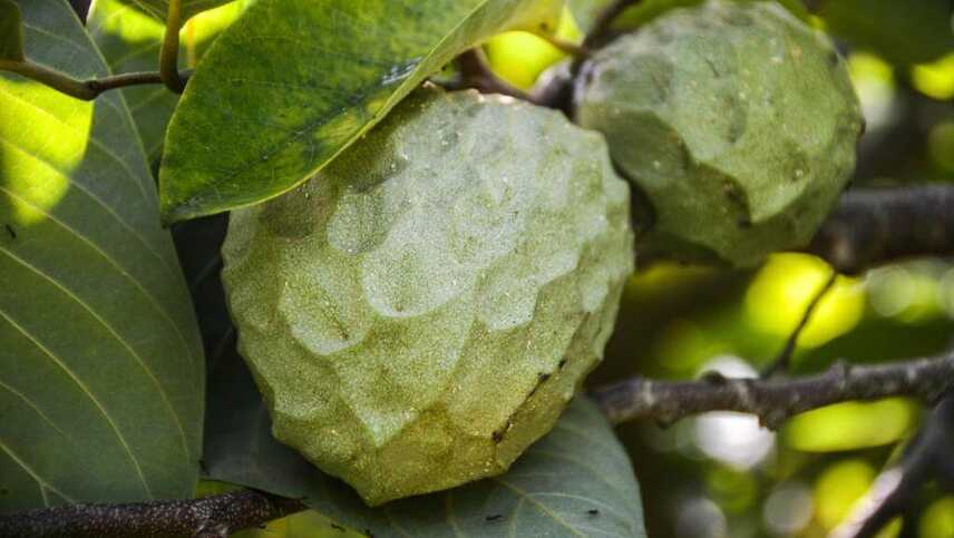 Quinta-dos-frutos-frucht