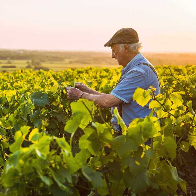 Jede Region in Portugal hat ihre besonderen Weine