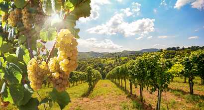Wein und Wandern im Dourotal entlang des Jacobsweges: Weinhänge mit reifen Trauben