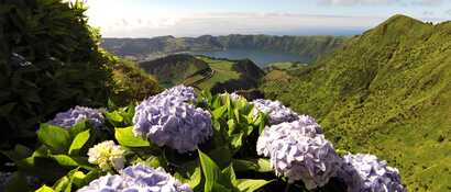Hortensienpracht vor der Kulisse von Sete Cidades auf den Azoren