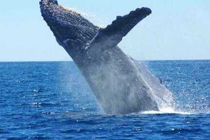 Wal springt aus dem Wasser: ein spektakuläres Erlebnis und im Frühjahr auf den Azoren möglich.