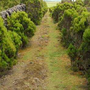 Eine Wanderweg entlang alter Steinmauern und Hecken auf der Insel Terceira