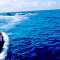 Whale Watching auf den Azoren mit Zodiac-Booten