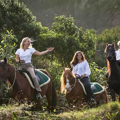 Solz aber sanftmütig: die Lusitano-Pferde der Patio Lodge