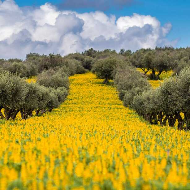 Blühende Landschaft im Alentejo mit Olivenbäumen – Genussreise durch Portugals Natur