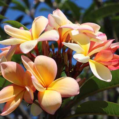 Madeira Blütezeit für den Dreifarbigen Fangipani ist im Sommer