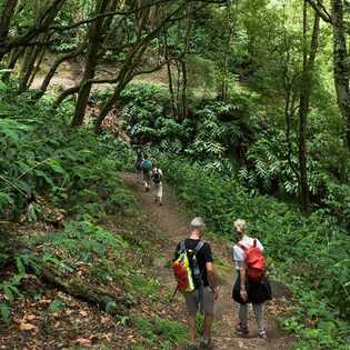 Dschungelwanderung-faial-da-terra-pfad