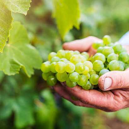 Madeira Wein Ernte