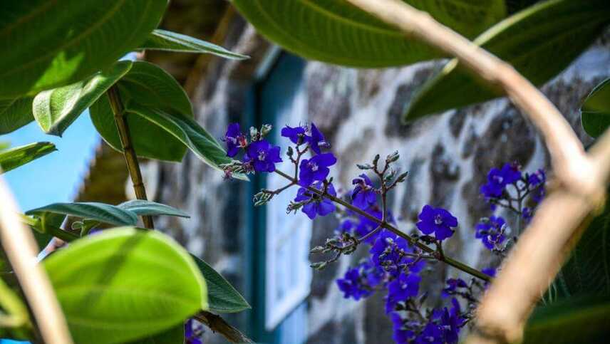 Quinta-dos-frutos-blumen