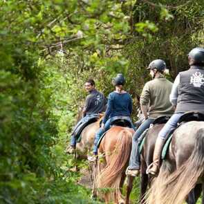 Reiten-faial-wald