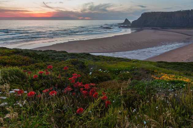 Blumenwiese im Vordergrund, menschenleerer Strand, weites Meer und Abendhimmel im Hintergrund - der Strand von Odeceixe