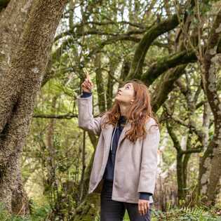 Wanderung-lagoa-do-fogo-lorbeerwald