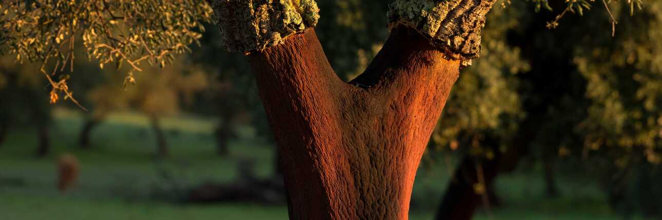 Nahaufnahme eines Korkeichenstamms im Alentejo, dessen Rinde geerntet wurde; der rotbraune Stamm hebt sich vor einer grünen, leicht verschwommenen Landschaft ab.