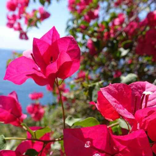 Blütezeit ist auf Madeira das ganze Jahr: Lassen Sie sich von der bunten Vielfalt der Insel betören