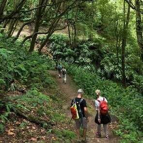 Dschungelwanderung-faial-da-terra-pfad