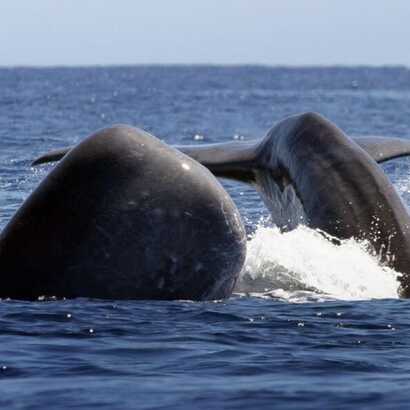 Pottwale und Delfine sind ganzjährig beim Whale Watching Sao Miguel auf den Azoren anzutreffen.