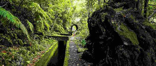 Entlang der Levadas immer am Wasser und im schattigen Wald. So erkunden Sie Madeira beim Wandern.