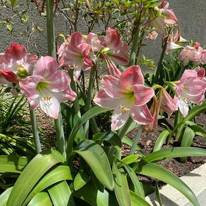 Blütezeit für den Ritterstern (Amaryllis Vitattum) auf Madeira ist von März bis Mai