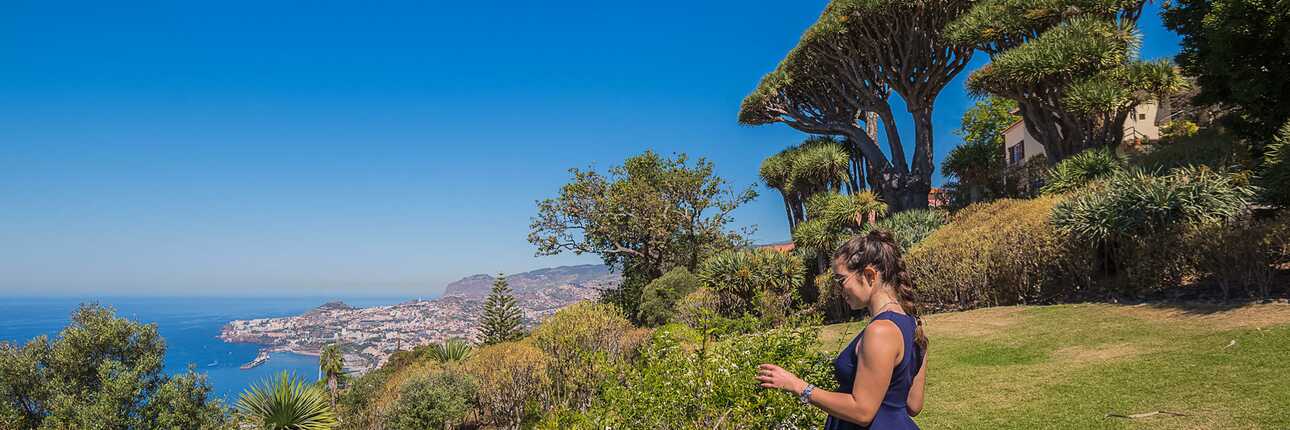 Sehr selten: Drachenbäume blühen nur alle zehn bis 15 Jahre.