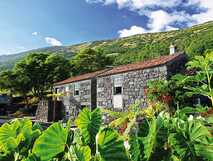 Natursteinhaus der Adegas do Pico umgeben von tropischem Grün mit Blick auf den Berghang auf Pico