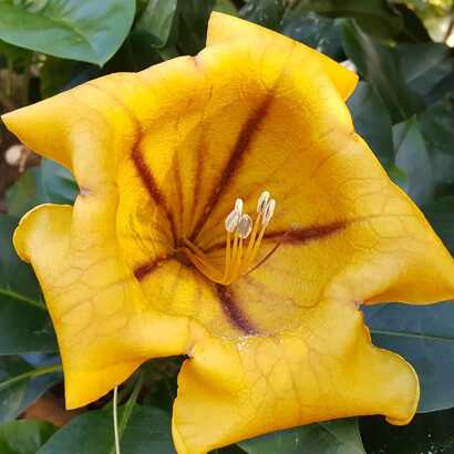 In den Gärten Madeiras blühen Goldkelche das ganze Jahr