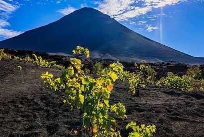 Kapverden ethisch korrekt und nachhaltig - der Wein am Fuße des Pico do Fogo