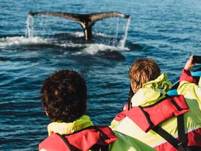 Walbeobachtung-azoren
