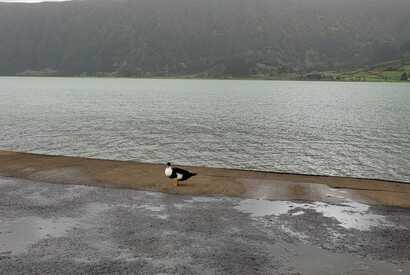 Ente am Hafen auf Sao Miguel Azoren
