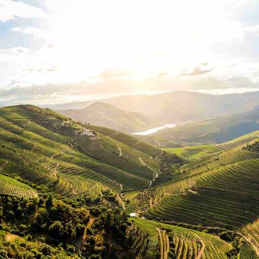 Grüne Douro-Tal in Nordportugal mit Weinreben und Hügellandschaften