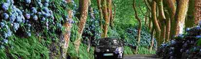 Unterwegs mit dem Mietwagen auf Sao Miguel während einer Azoren Rundreise durch eine Allee von Hortensien