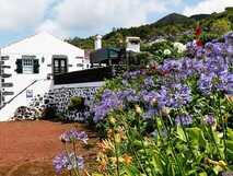 Casas do Capelo auf Faial, weißes Landhaus mit schwarzen Steinelementen und grünen Fensterläden, umgeben von bunten Blumen und grüner Natur.