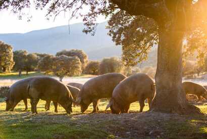 Hausschweine fressen im Eichenwald