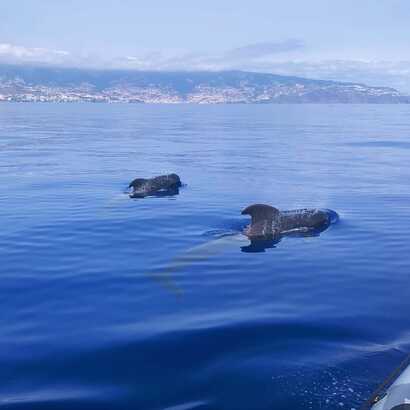 Pilotwale-madeira-beobachtung