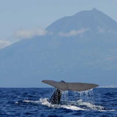 Pottwal-fluke-vor-pico