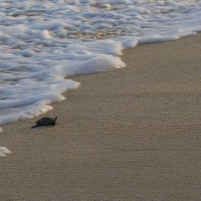 Schildkroetentour-auf-boa-vista-baby-schildkroeten