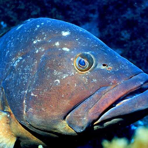 Tauchen auf den Azoren - die besten Spots