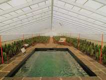 Herdade do Ananas auf Sao Miguel, einzigartiger beheizter Indoor-Pool umgeben von exotischen Ananasplantagen – Entspannung mitten in der Natur.